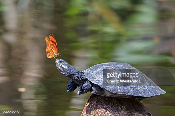 ecuador, amazonas river region, julia butterfly on nose of yellow-spotted river turtle - spotted turtle stock pictures, royalty-free photos & images