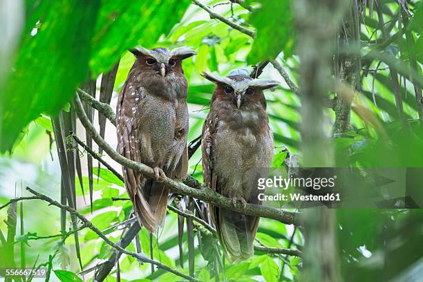 ecuador, amazonas river region, two crested owls on branch - african wood owl stock-fotos und bilder