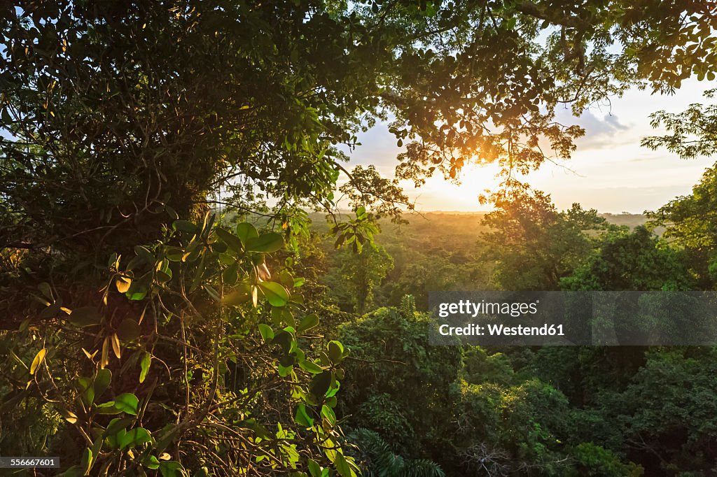 Ecuador, Amazon River region, treetops in rain forest