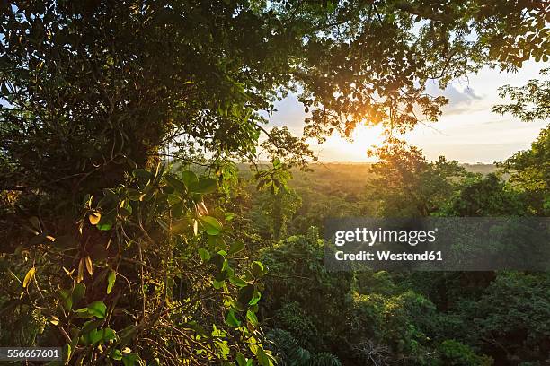 ecuador, amazon river region, treetops in rain forest - amazonia stock-fotos und bilder