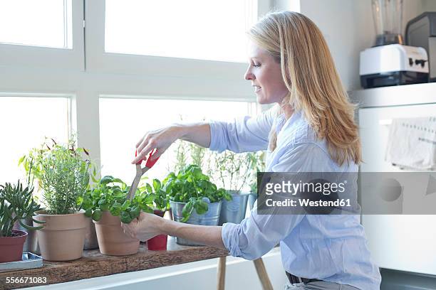 woman cutting herbs at the window - basil stock pictures, royalty-free photos & images