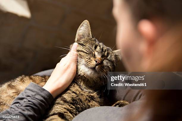 woman cuddling with cat - cuddling animals stock-fotos und bilder