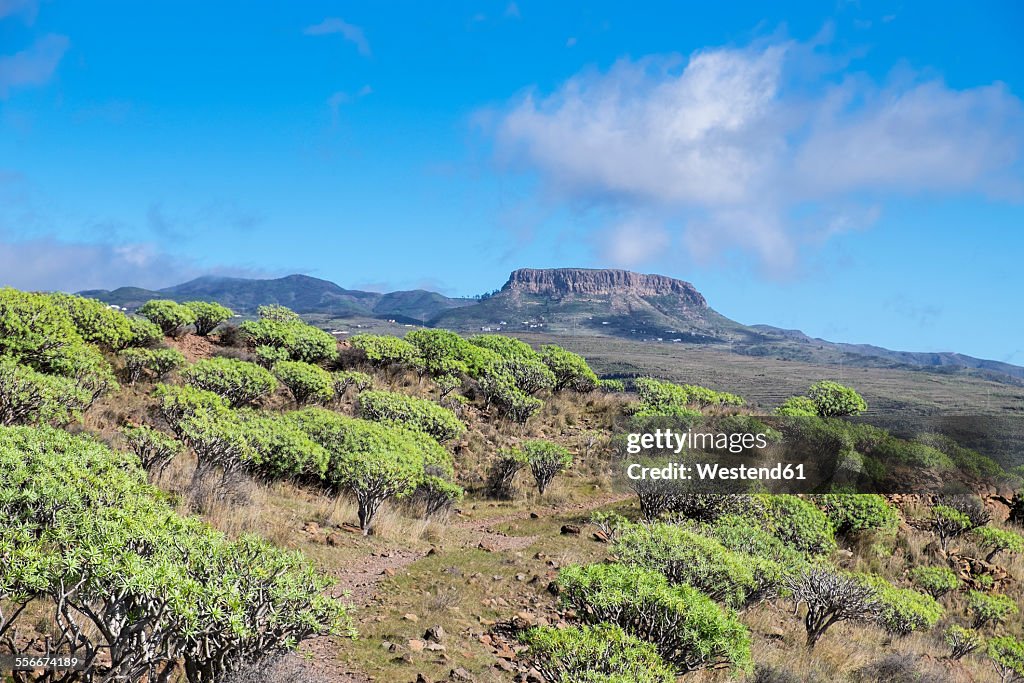 Spain, Canary Islands, La Gomera, Valle Gran Rey, Plateau La Merica, Table Mountain Fortaleza, spurge bushes