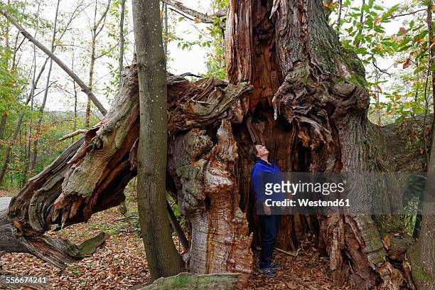 austria, burgenland, liebing chestnut trees - hollow stock pictures, royalty-free photos & images