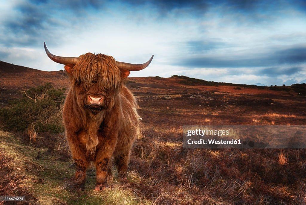 UK, Scotland, Highland cattle, Wester Ross at Laide