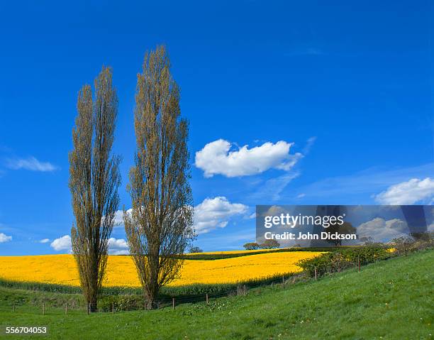 poplar trees - poplar tree stock pictures, royalty-free photos & images