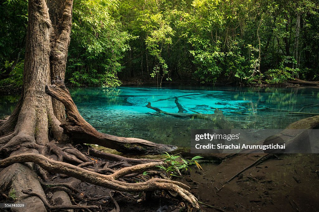 Blue pool in a tropical rainforest