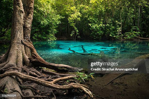blue pool in a tropical rainforest - província de krabi imagens e fotografias de stock