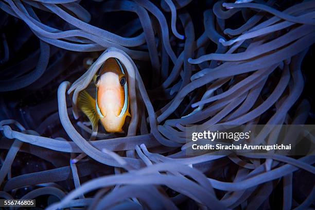 clark's anemonefish (amphiprion clarkii) - amphiprion akallopisos stock pictures, royalty-free photos & images