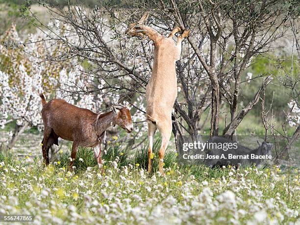 Goat Cow Rearing 567 Cattle Rearing Stock Photos, High-Res Pictures, and Images - Getty ...