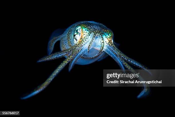 bigfin reef squid (sepioteuthis lessoniana) - bigfin reef squid stock pictures, royalty-free photos & images