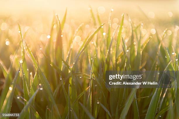 morning dew - grass dew stock pictures, royalty-free photos & images