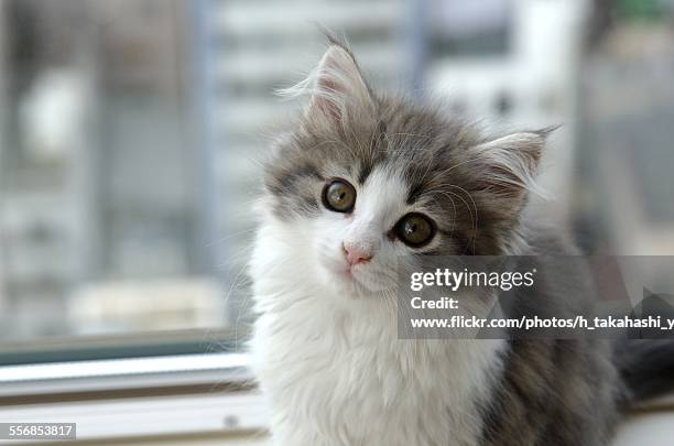 kitty - norwegian forest cat fotografías e imágenes de stock