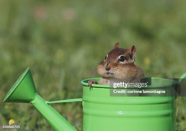 can i get a refill? - chipmunk stock pictures, royalty-free photos & images