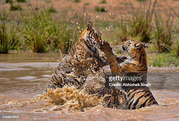 tiger cubs playing - tigre de bengala imagens e fotografias de stock