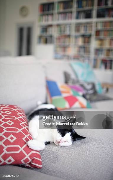 sleeping cat - black and white cat stock pictures, royalty-free photos & images