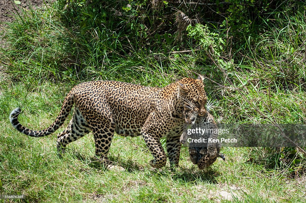 Leopard carrying cub