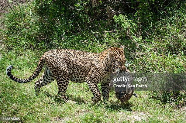 leopard carrying cub - leopard cub stock pictures, royalty-free photos & images