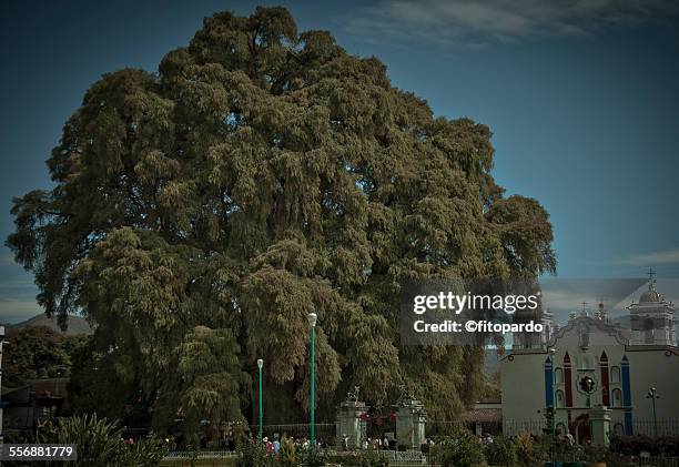 tule tree, wold widest tree - montezuma cypress stockfoto's en -beelden