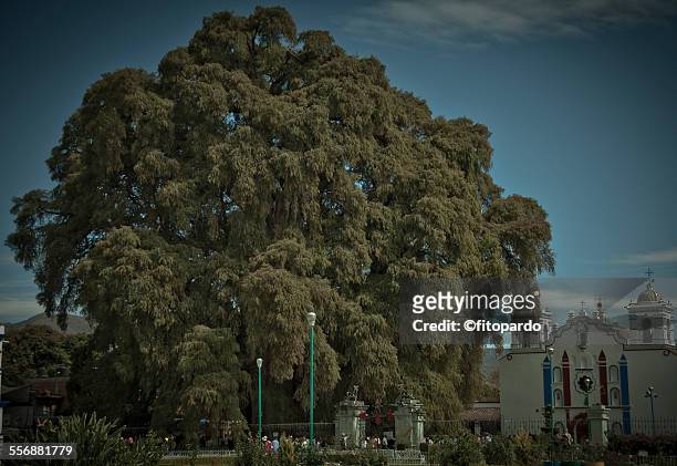 tule tree, wold widest tree - montezuma cypress stock pictures, royalty-free photos & images