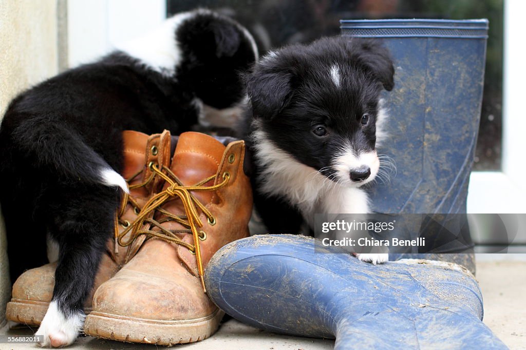 Puppies play with shoes