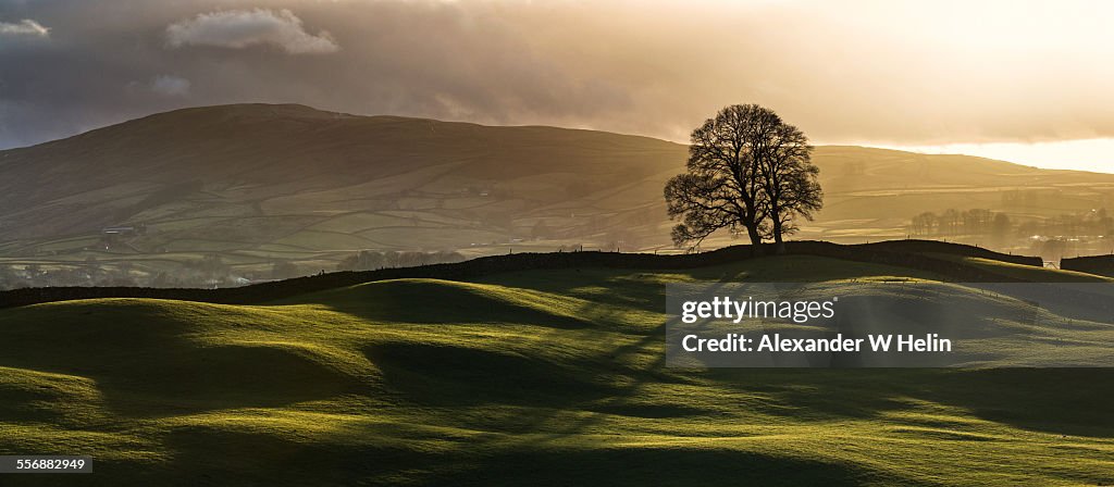 Wensleydale