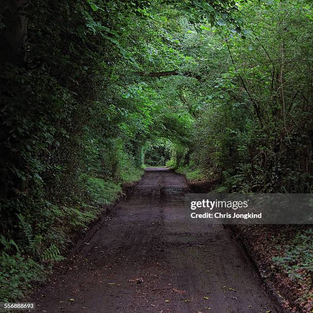 lane through forest - off the beaten path englische redewendung stock-fotos und bilder
