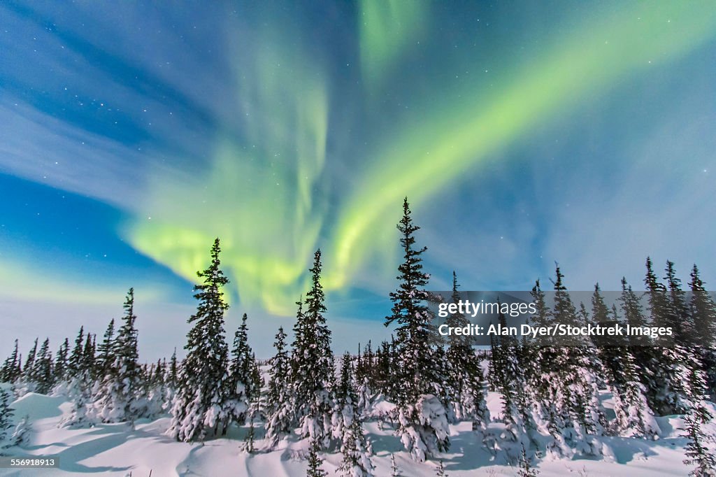 Aurora borealis over the trees in Churchill, Manitoba, Canada.