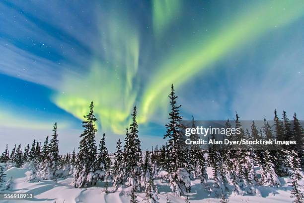 aurora borealis over the trees in churchill, manitoba, canada. - manitoba imagens e fotografias de stock