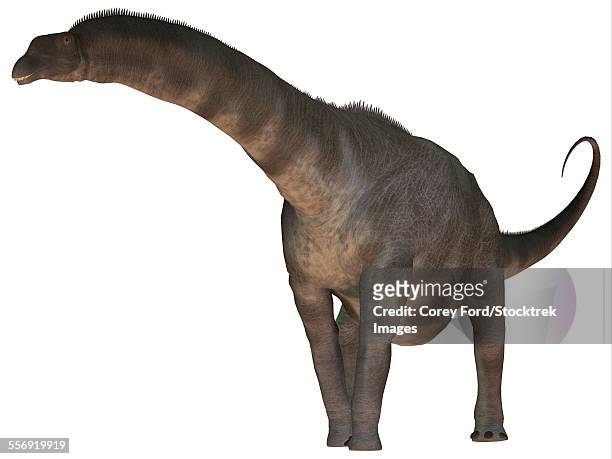 argentinosaurus was a titanosaur sauropod dinosaur from the cretaceous period of argentina. - argentinosaurus stock illustrations