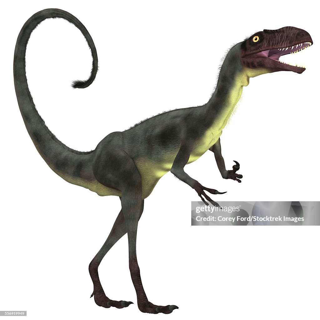Dilong was a small carnivorous theropod dinosaur that lived during the Lower Cretaceous Period of China.