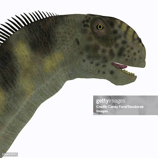Saurus Head 93 Sauropod Head Stock Photos, High-Res Pictures, and Images - Getty Images