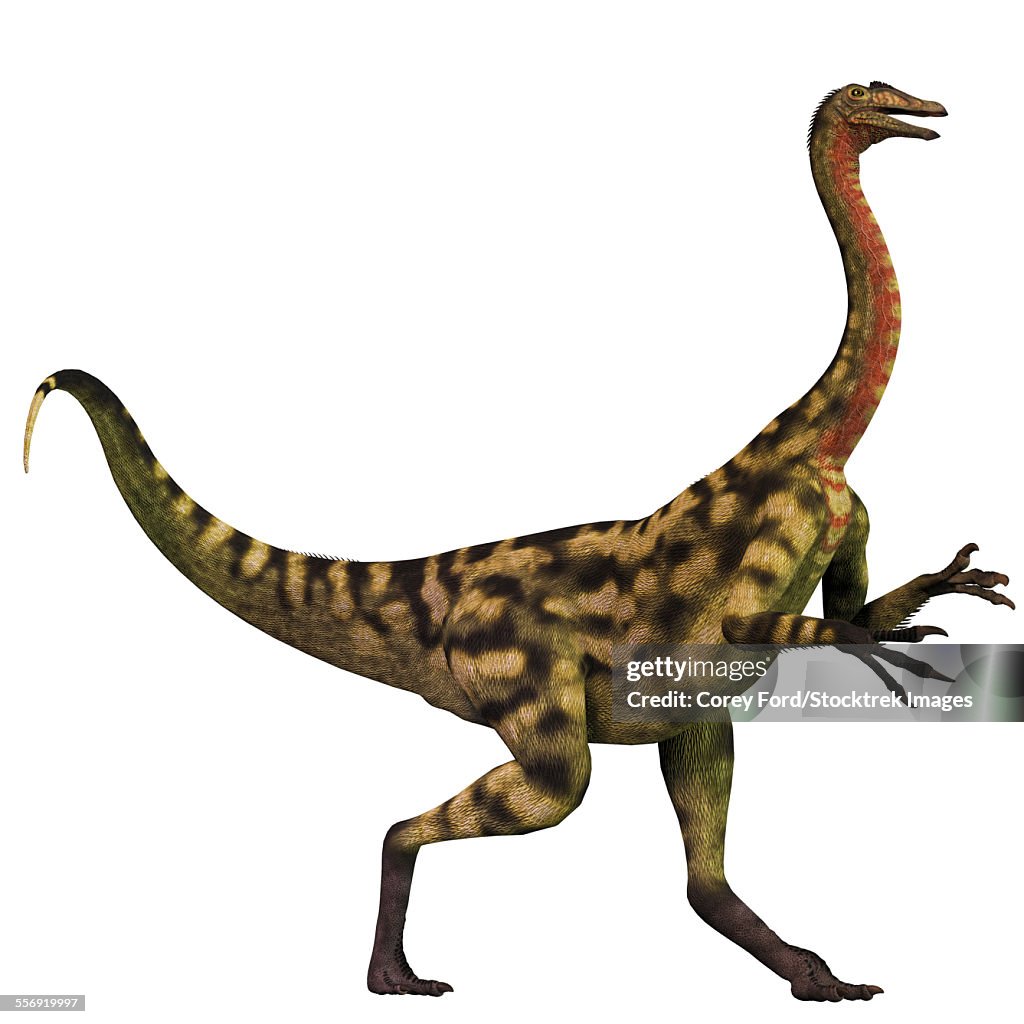 Deinocheirus Was An Ostrich Dinosaur That Lived During The Late Cretaceous  Period Of Mongolia High-Res Vector Graphic - Getty Images