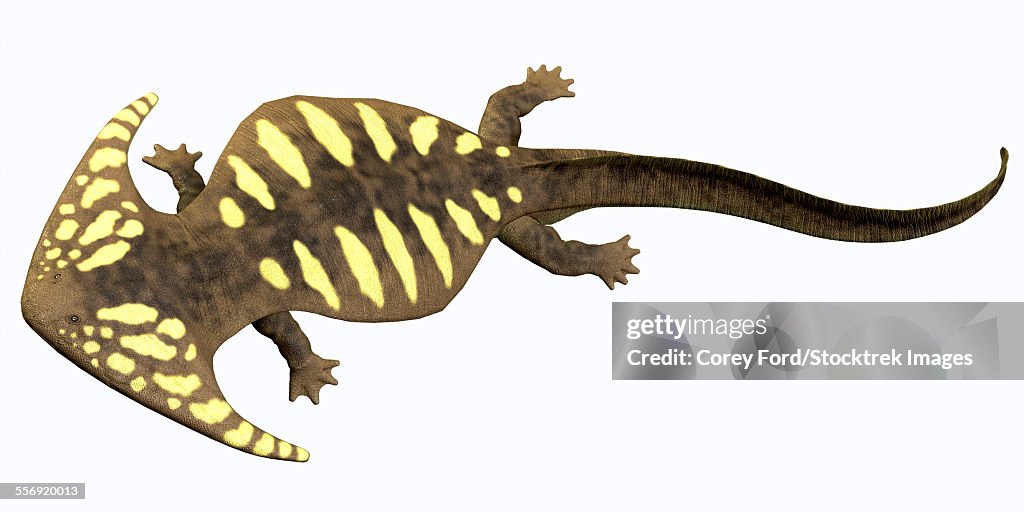 Diplocaulus is an extinct amphibian from the Cambrian to the Permian Period that lived in North America.