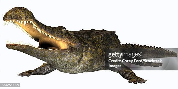 sarcosuchus is an extinct genus of carnivorous crocodile that lived during the cretaceous period of africa. - scute stock illustrations
