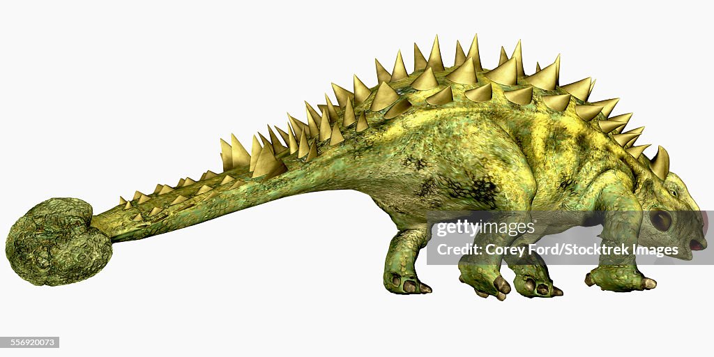 Talarurus Talarurus Was A Herbivorous Dinosaur With A Club Tail That Lived During ...