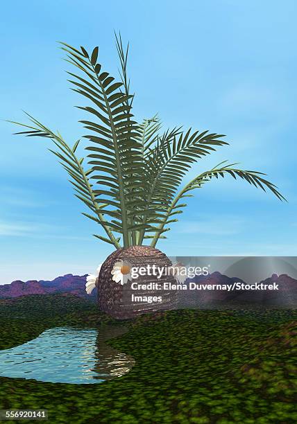 prehistoric era cycadeoidea tree. - cycad stock-grafiken, -clipart, -cartoons und -symbole