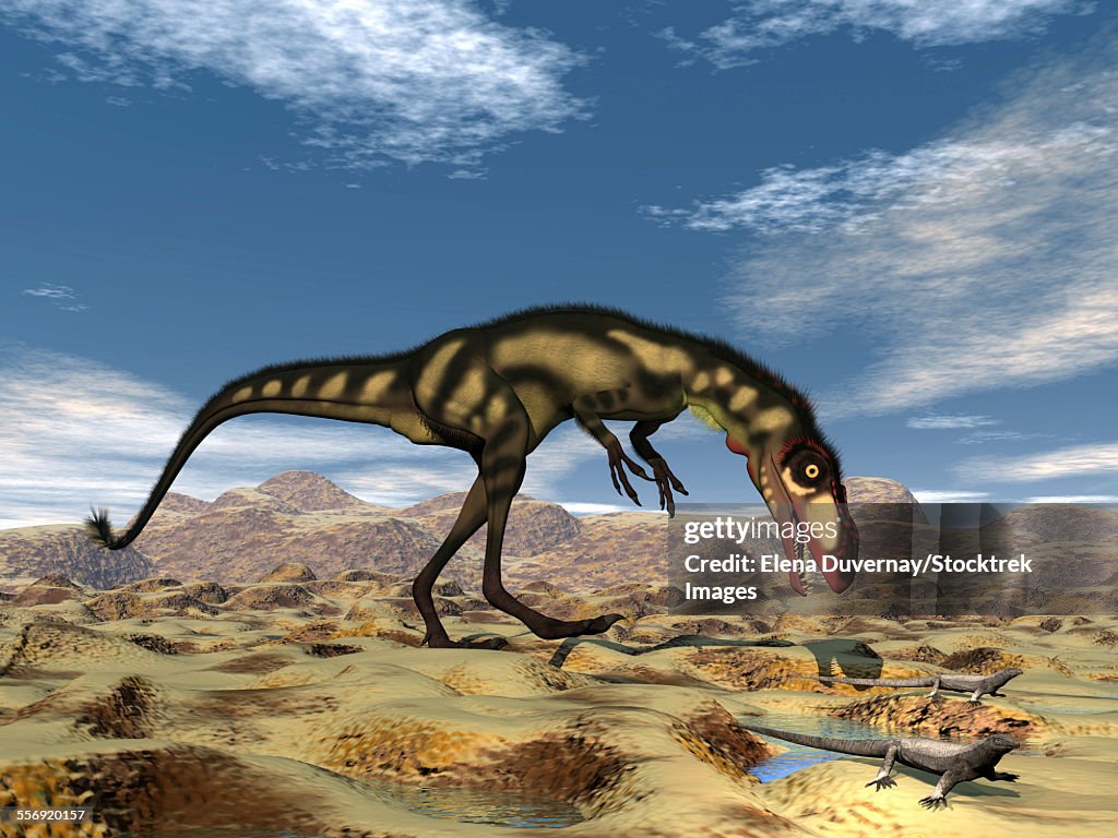 Dilong dinosaur hunting small lizards in the desert.