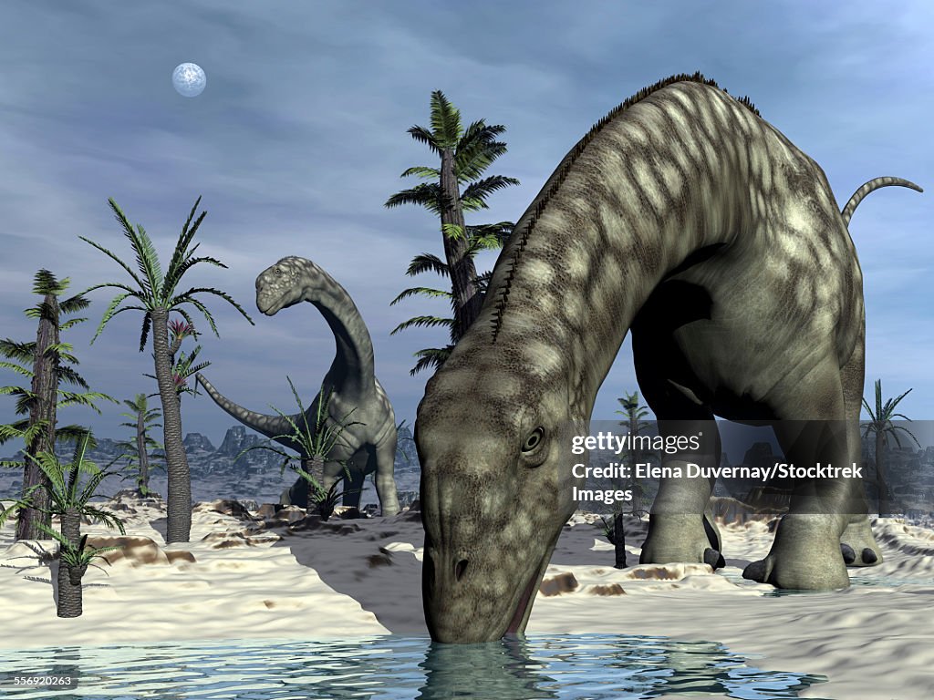 Argentinosaurus dinosaurs grazing in the desert with tempskya and williamsonia plants.