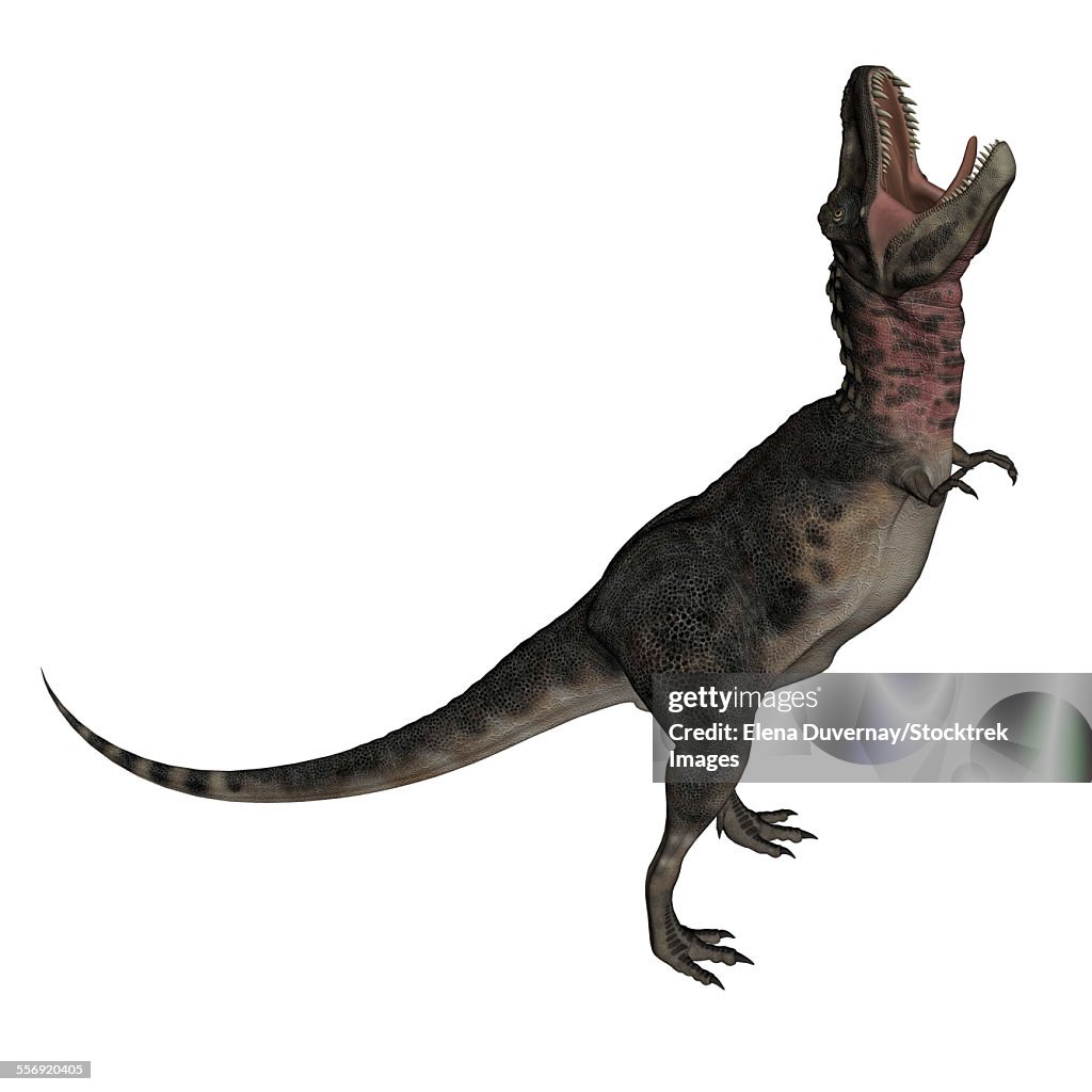 Tarbosaurus dinosaur roaring, white background.