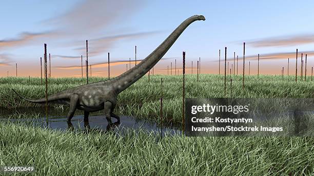 mamenchisaurus walking through wetlands. - mamenchisaurus stock illustrations