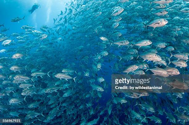 lots of jacks - jack fish stock pictures, royalty-free photos & images