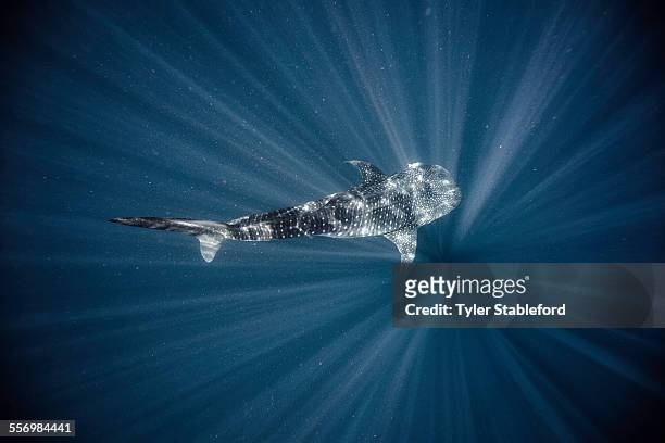 whale shark - ray fish stockfoto's en -beelden