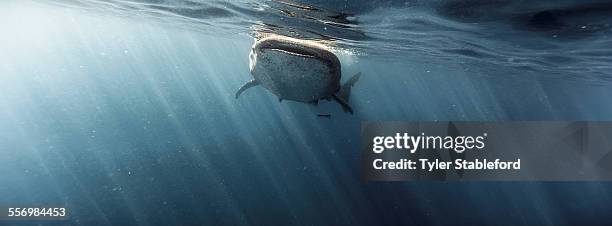 Whale Shark