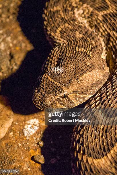 portrait of a puff adder - bitis arietans stock pictures, royalty-free photos & images