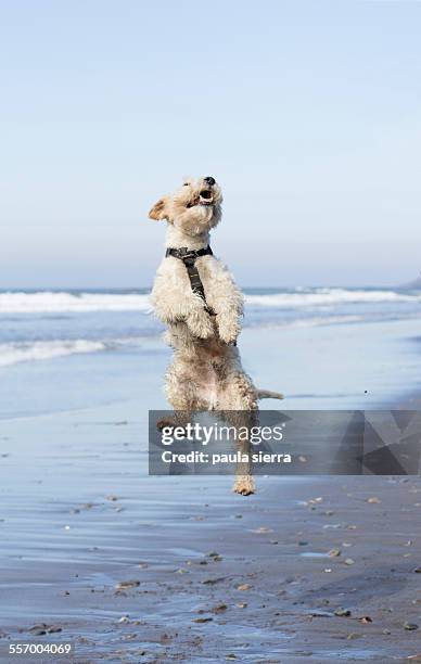 jumping - dog jumping stockfoto's en -beelden