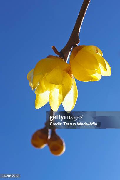 wintersweet - nagatoro stockfoto's en -beelden