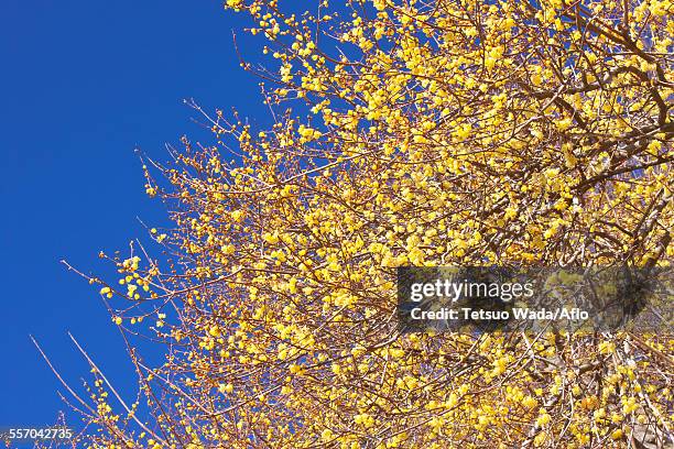 wintersweet - nagatoro stockfoto's en -beelden