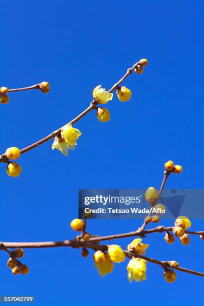 wintersweet - nagatoro stockfoto's en -beelden