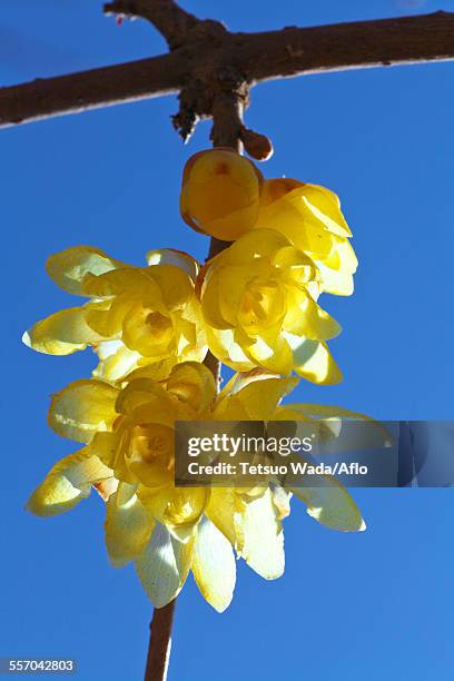 wintersweet - nagatoro stockfoto's en -beelden